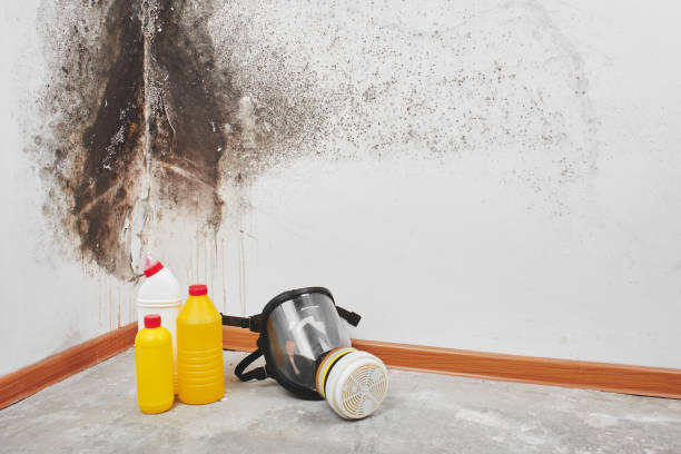 Best Home Mold Removal  in Erin, TN
