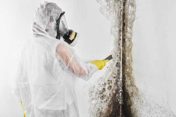 Best Professional Mold Removal  in Erin, TN