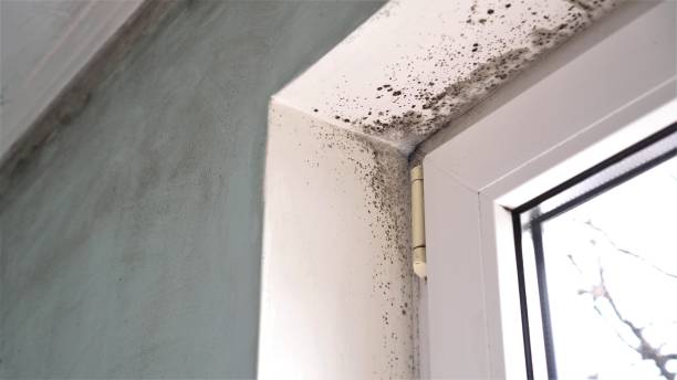 Best Black Mold Removal  in Erin, TN