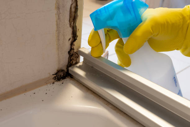 Best Commercial Mold Removal  in Erin, TN