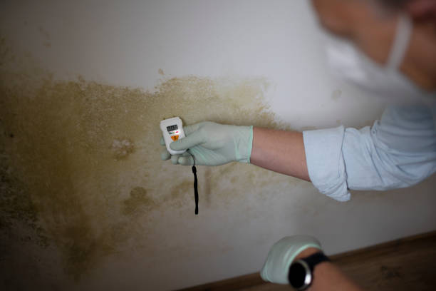 Best Mold Testing  in Erin, TN