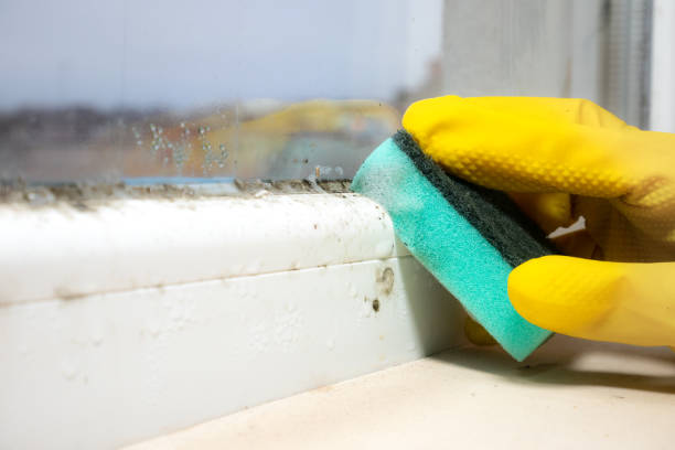 Best Fast Mold Removal  in Erin, TN